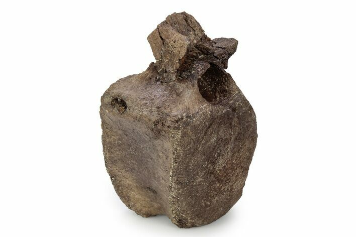 Hadrosaur (Edmontosaurus) Anterior Caudal Vertebra - Wyoming #356944